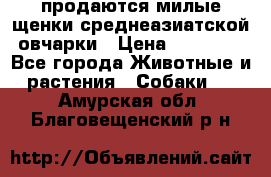 продаются милые щенки среднеазиатской овчарки › Цена ­ 30 000 - Все города Животные и растения » Собаки   . Амурская обл.,Благовещенский р-н